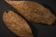 Aecidium berberidis
