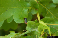 Cantharis fusca