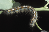 Malacosoma neustria
