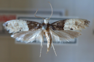 Trichophaga tapetzella