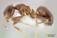 Lasius niger