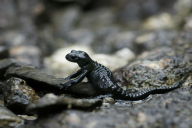 Salamandra atra