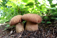 Boletus reticulatus