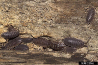 Porcellio scaber
