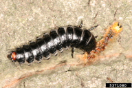 Calosoma sycophanta