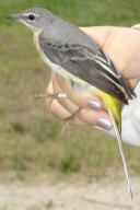 Motacilla cinerea