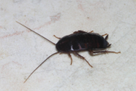 Blatta orientalis
