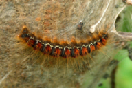 Eriogaster lanestris