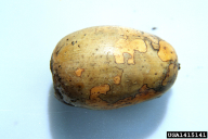 Ciboria batschiana
