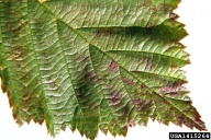 Melampsoridium betulinum