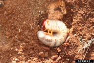 Oryctes nasicornis