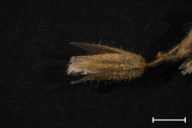 Melampsora cerastii