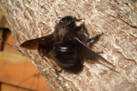 Xylocopa violacea