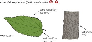 Celtis occidentalis