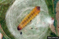 Tischeria ekebladella