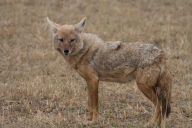 Canis aureus