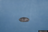 Nematus tibialis
