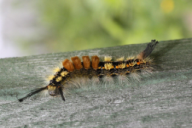 Orgyia recens