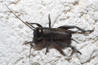 Gryllus campestris