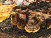 Stereum hirsutum