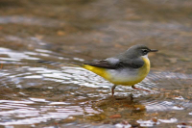 Motacilla cinerea