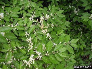 Lonicera maackii