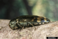 Coraebus florentinus