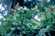 Choristoneura murinana