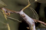 Aphrophora salicina