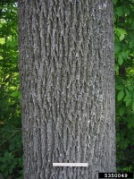 Fraxinus americana