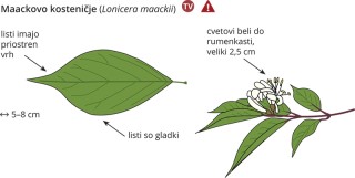 Lonicera maackii