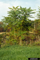 Ailanthus altissima