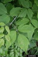 Acer negundo