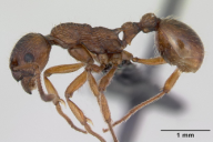 Myrmica ruginodis