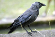 Corvus monedula