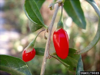 Lycium barbarum