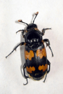 Necrophorus vespillo