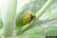 Stictocephala bisonia