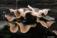 Stereum hirsutum