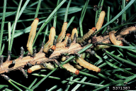 Diprion pini