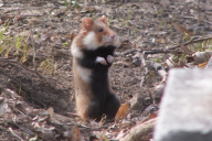 Cricetus cricetus