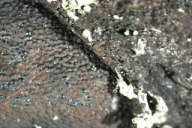 Biscogniauxia mediterranea