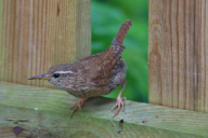 Troglodytes troglodytes