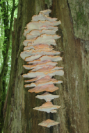 Laetiporus sulphureus