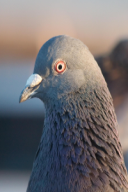 Columba livia