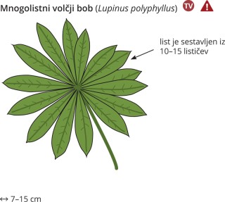 Lupinus polyphyllus
