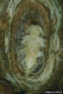 Acanthocinus aedilis