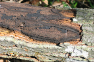Biscogniauxia mediterranea