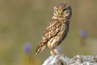 Athene noctua