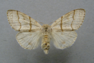 Dasychira pudibunda